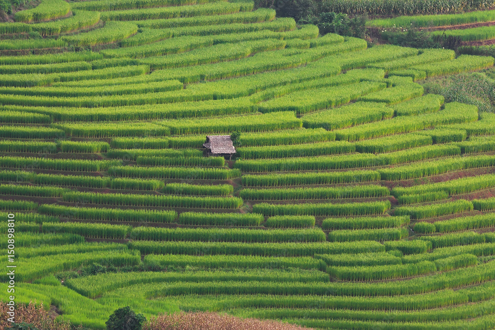 Terraced Rice Field with Hut and Mountain Background , Chiang Mai in Thailand ,Blur Background
Terraced Rice Field with Hut and Mountain Background , Chiang Mai in Thailand ,Blur Background