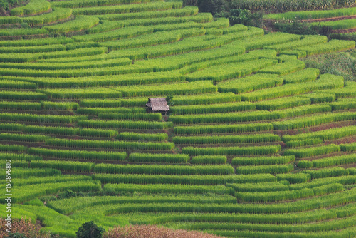 Terraced Rice Field with Hut and Mountain Background , Chiang Mai in Thailand ,Blur Background