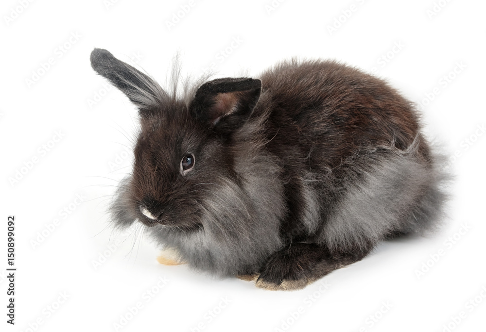 A lionhead bunny rabbit, isolated on white background A lionhead bunny rabbit, isolated on white background