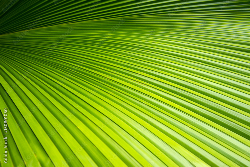 Green leave of palm tree
Green leave of palm tree