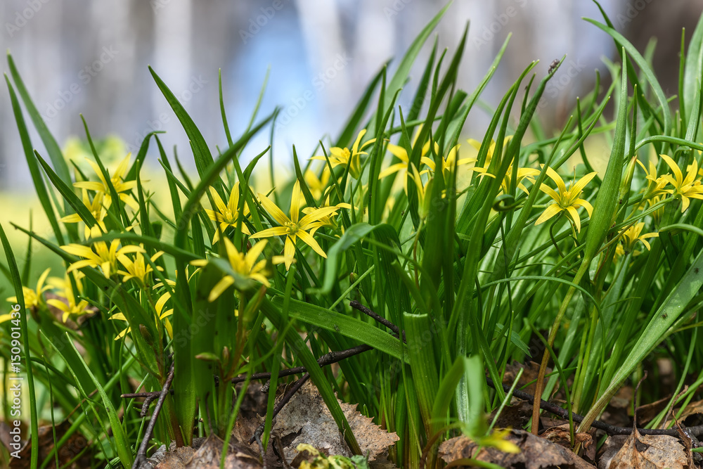 yellow flowers gagea spring grass yellow flowers gagea spring grass