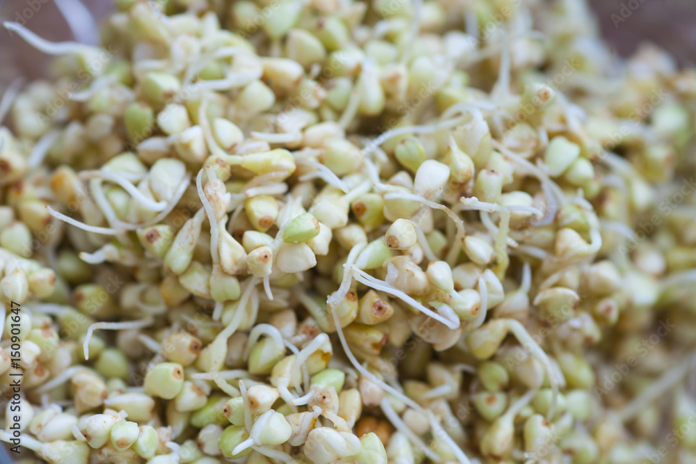 Sprouted buckwheat Sprouted buckwheat