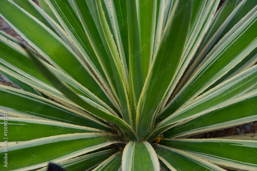 Green leaves Green leaves
