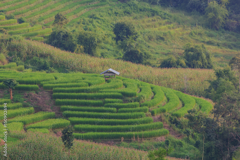 Terraced Rice Field with Hut and Mountain Background , Chiang Mai in Thailand ,Blur Background

