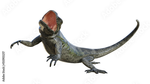 3D Rendering Chuckwalla on White