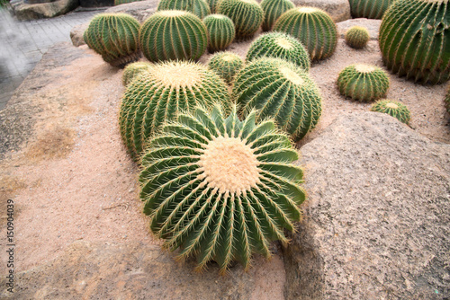 Cactus  