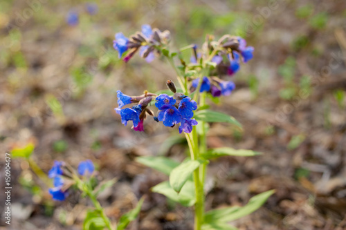 Spring flower. Lungwort. Natural floral background.