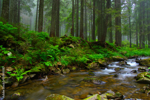 Fototapeta Naklejka Na Ścianę i Meble -  Creek in the woods