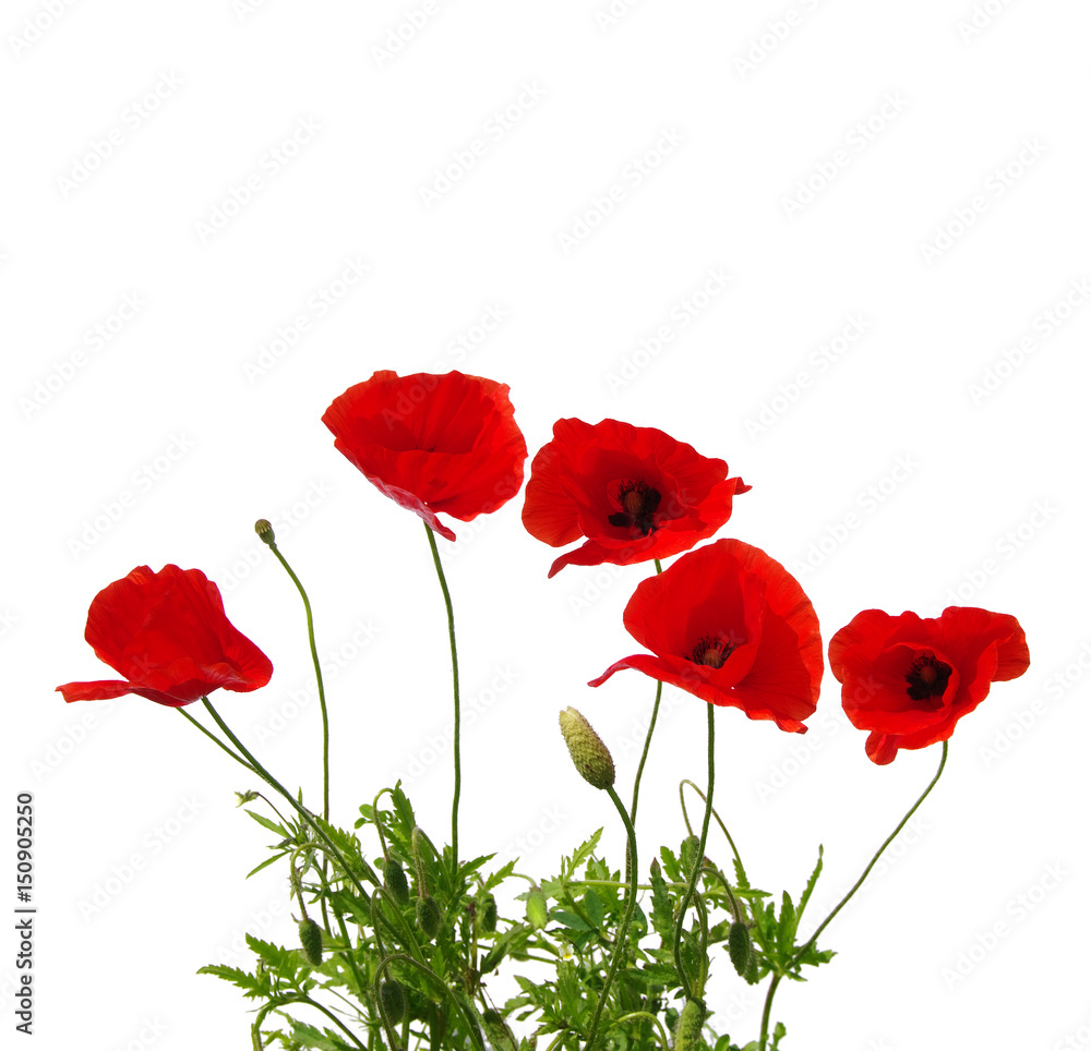 Fototapeta premium czerwone maki na białym tle