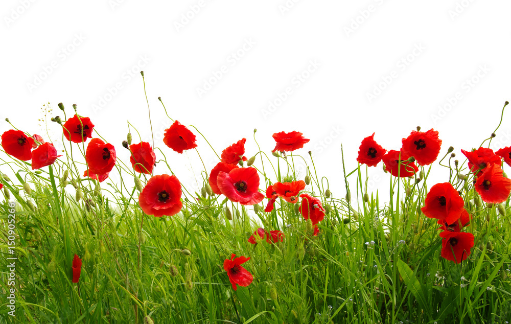 Fototapeta premium czerwone maki na białym tle