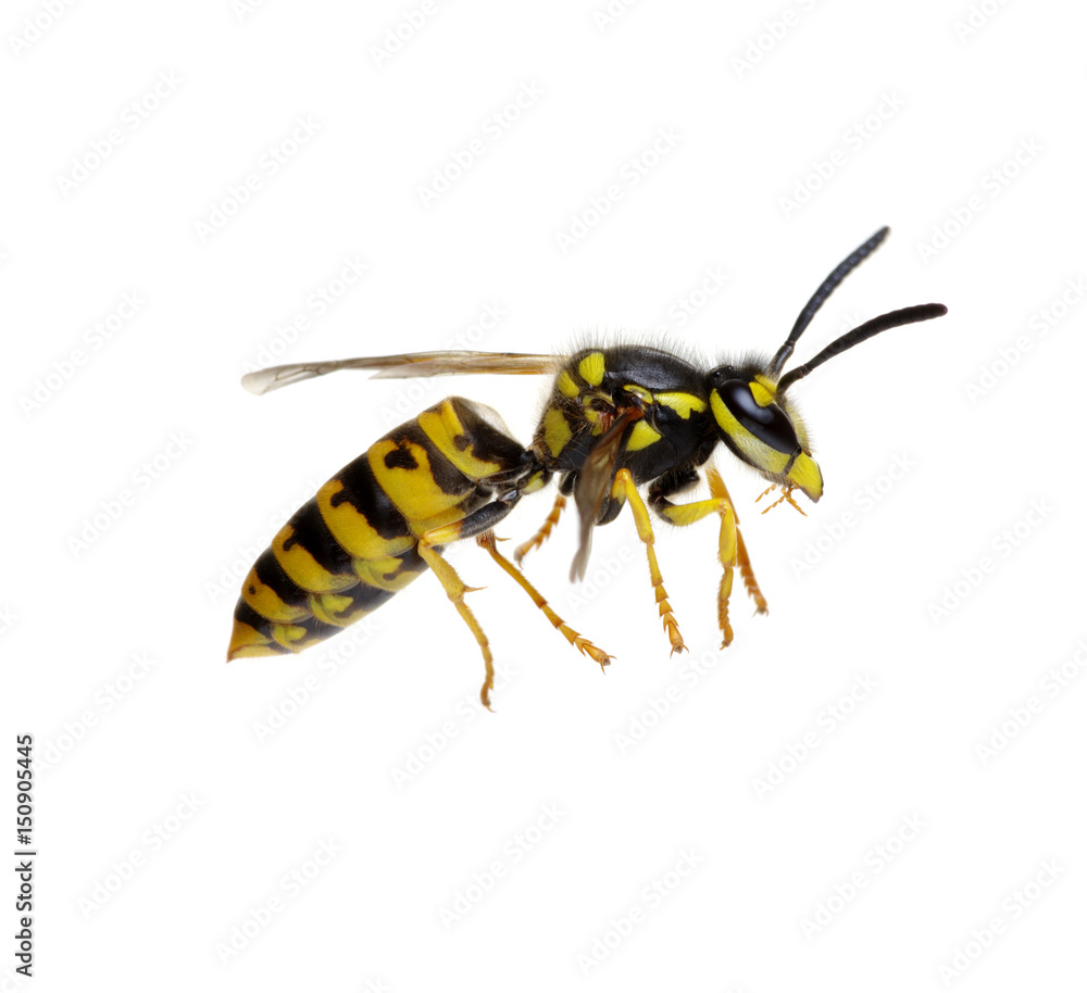 wasp isolated on white wasp isolated on white