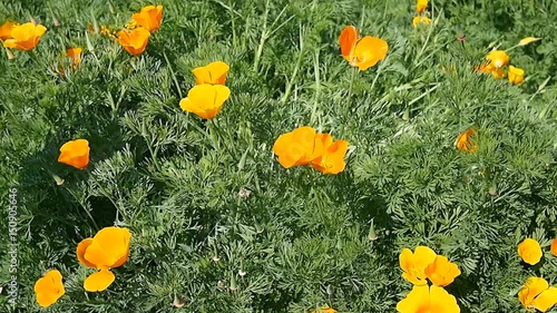 春風に揺れるハナビシソウ（カリフォルニアポピー）