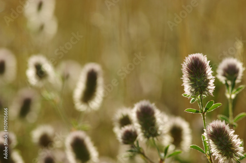 Summer flowering grass