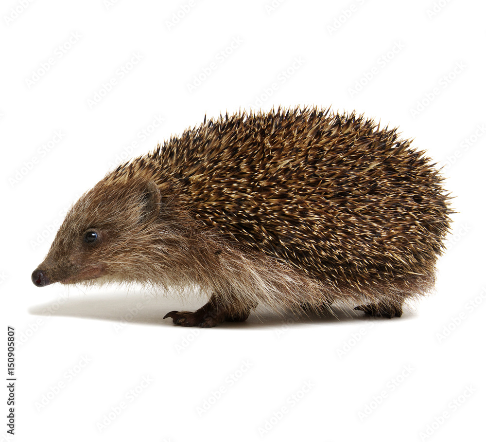 Obraz premium Hedgehog isolated on white