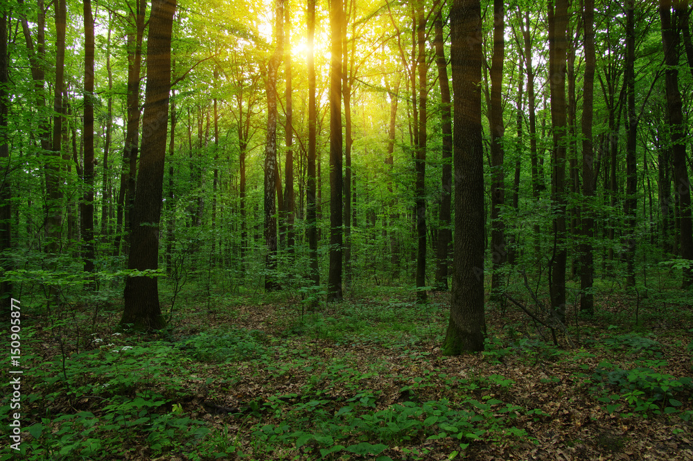 Fototapeta premium Las ze światłem słonecznym.