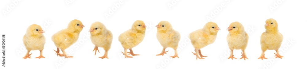 Group of eight baby chicken on a white background