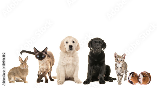 Group of variety of pets, adult cat, young cat, puppy, two retriever puppy dogs, mixed breed and a guinea pig and a rabbit