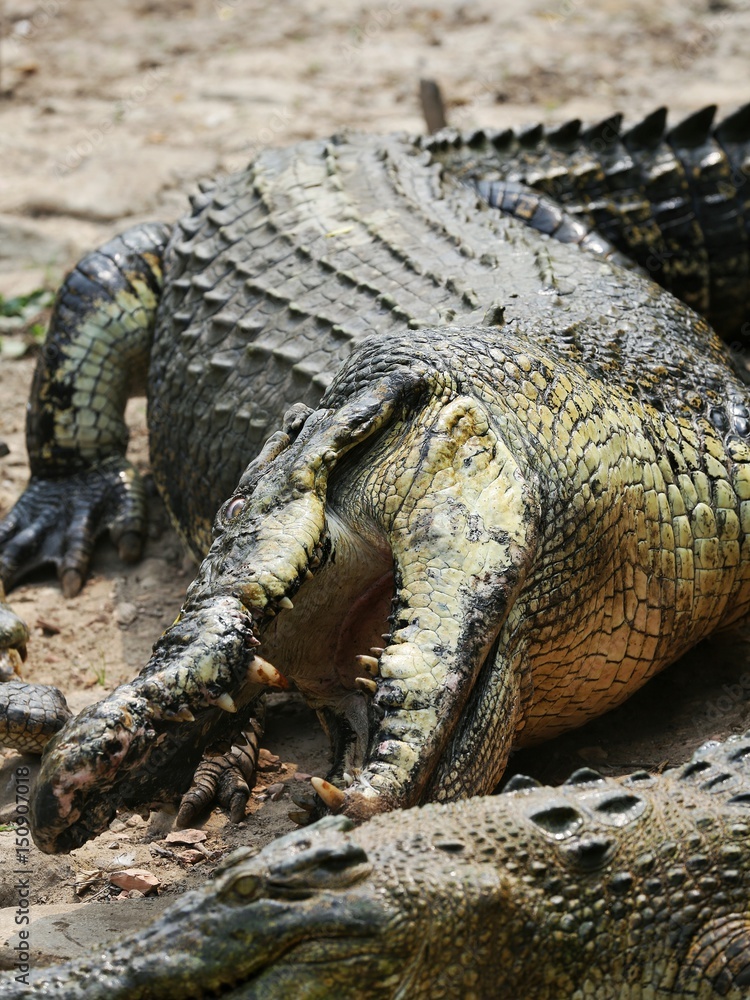 Obraz premium Borneo Crocodile