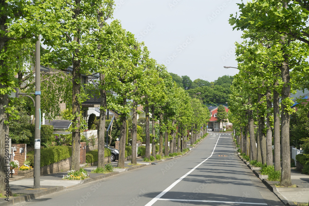 大規模分譲住宅街　イメージ　晴天　緑の並木道