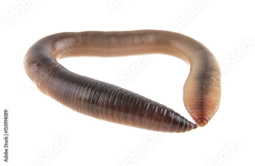 Earthworm isolated on white background