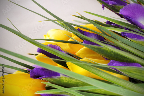 Fototapeta Naklejka Na Ścianę i Meble -  ирис цветок фиолетового цвета много как букет и жёлтые тюльпаны 