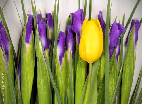 Fototapeta Naklejka Na Ścianę i Meble -  ирис цветок фиолетового цвета много как букет и жёлтые тюльпаны 