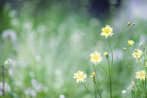Blurred natural background with wildflowers  shallow depth of field