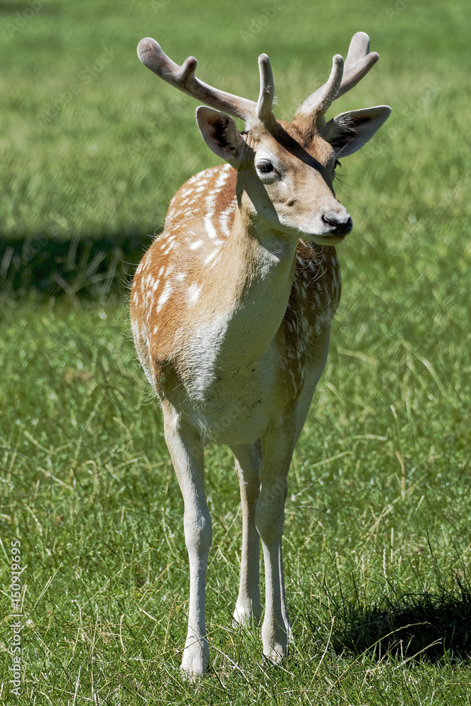 Close-up profile of a young Fallow Deer buck looking to the right. Close-up profile of a young Fallow Deer buck looking to the right.