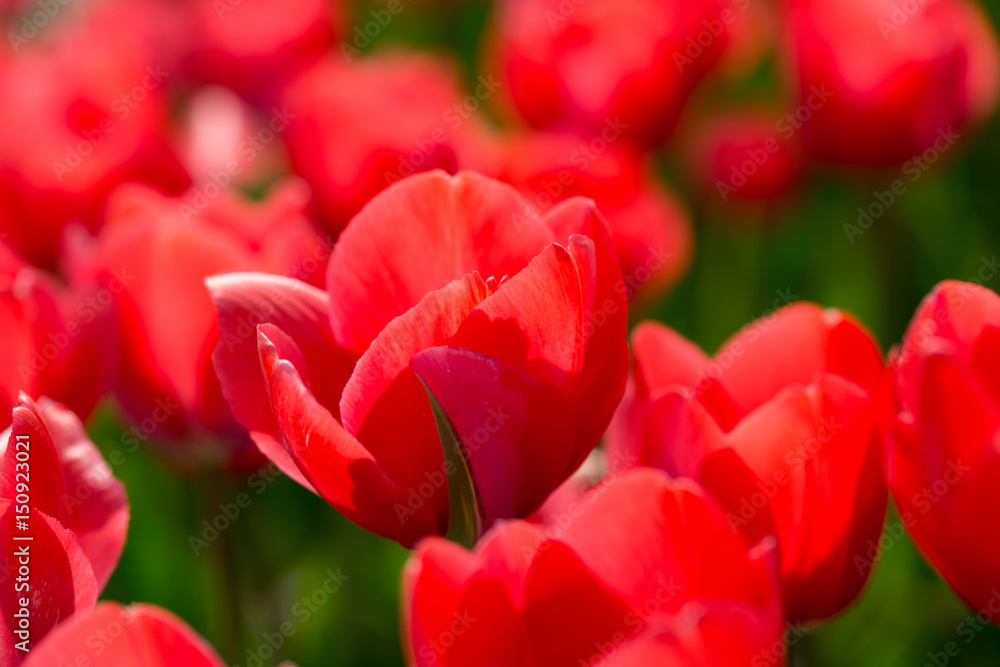 Beautiful red tulips in nature Beautiful red tulips in nature
