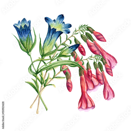 Bouquet of flowers. Batanic watercolor illustration photo