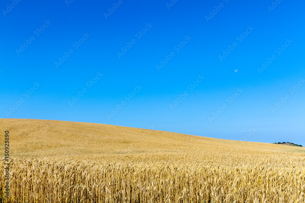 Field of wheat