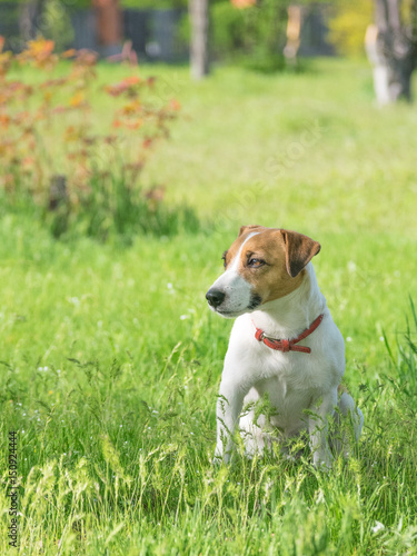 Fototapeta Naklejka Na Ścianę i Meble -  A purebred small white dog sitting in a sunny summer green park