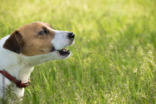 Profile of a barking dog. A purebred Jack Rassel Terrier portrait in green fiel at summer day 