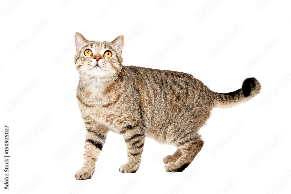 Cat Scottish Straight, standing looking up, isolated on white background