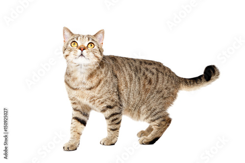 Cat Scottish Straight  standing looking up  isolated on white background