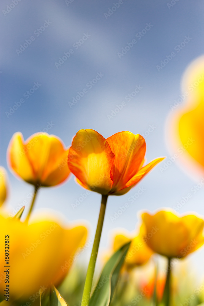 Yellow tulips against the blue sky in the nature