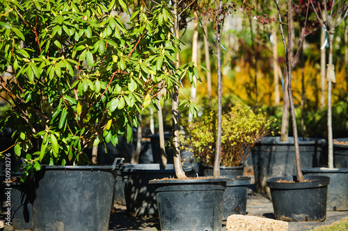 Trees in the evergreen nursery garden