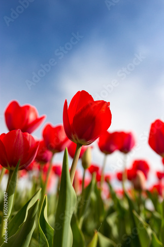 Red tulips against the blue sky in the nature