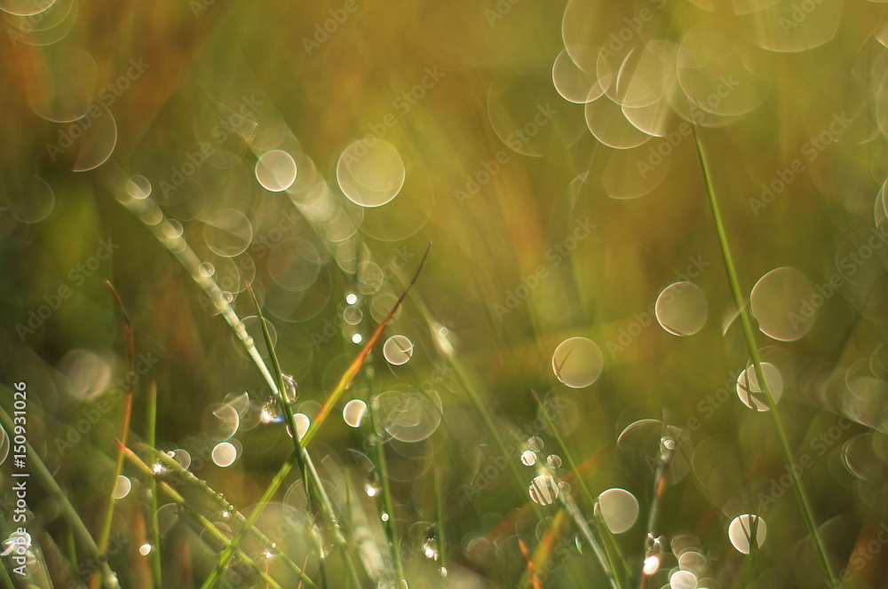 Obraz premium Magic blurred grass morning dew nice macro photo background