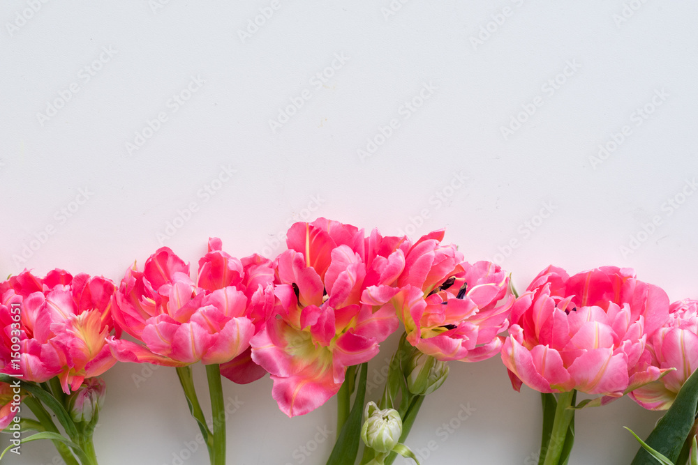 High angle view of pink double tulips arranged in a row on white table - nature background High angle view of pink double tulips arranged in a row on white table - nature background