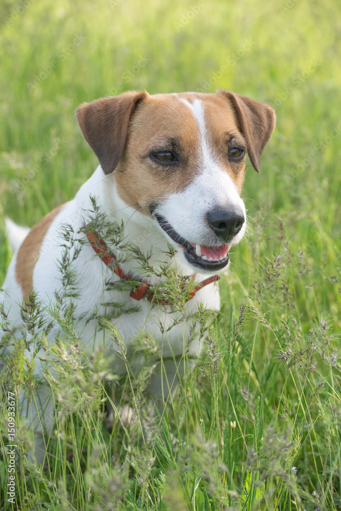Dog Jack Russell Terrier sitting in the green grass on the field at summer day
