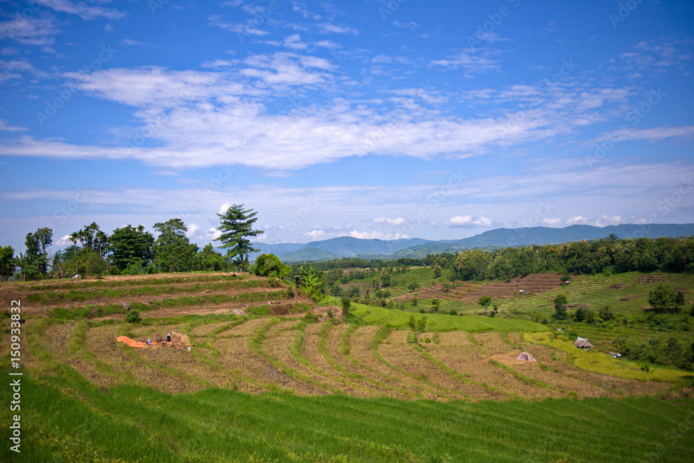 Rice Field at sumbawa