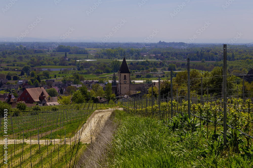 Burkheim am Kaiserstuhl Reben Burkheim am Kaiserstuhl Reben
