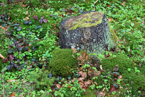 Scenic stump in the forest among the grass and moss.