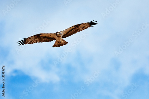 Wild osprey circling on the sky ready to strike. Majestic bird of prey hunting on a sunny summer day. © Teemu Tretjakov