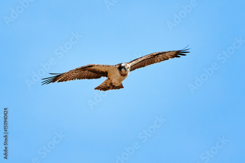 Wild osprey circling on the sky ready to strike. Majestic bird of prey hunting on a sunny summer day.