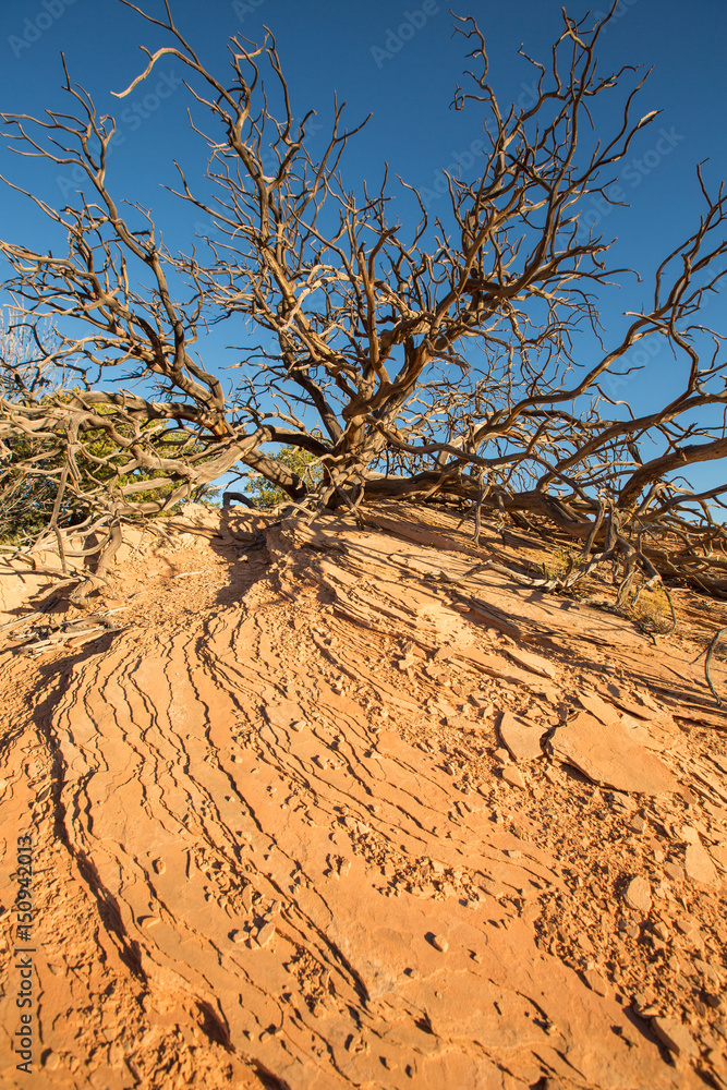 Dead tree in Canyonlands against a blue sky