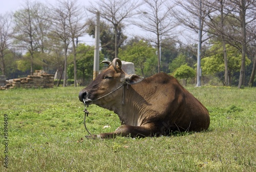Wallpaper Mural Ox Torontodigital.ca