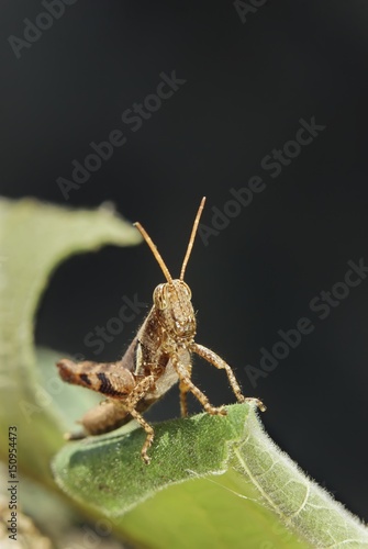 Short angle different spot legs locust