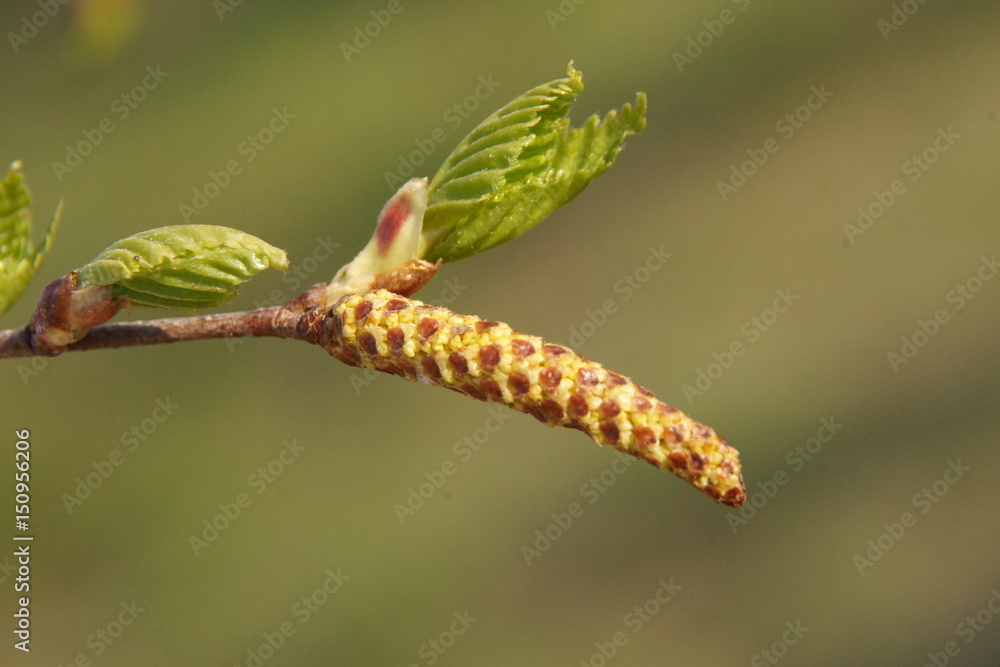 Birch-earring Birch-earring